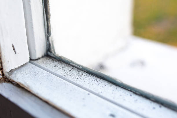 Best Mold Damage Restoration  in Port Washington, NY