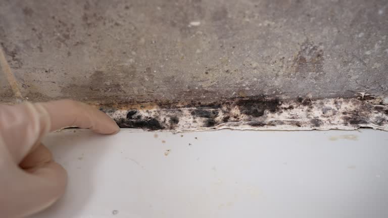 Dehumidification Services in Port Washington, NY